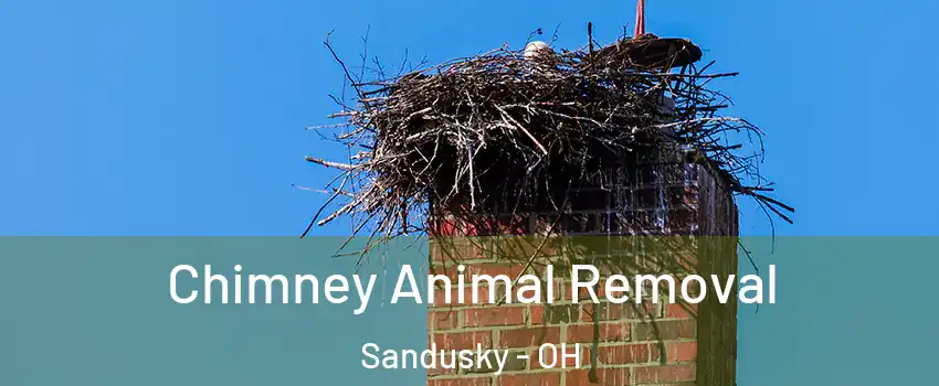 Chimney Animal Removal Sandusky - OH