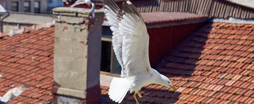 Residential Chimney Animal Removal Solution in Sandusky, OH